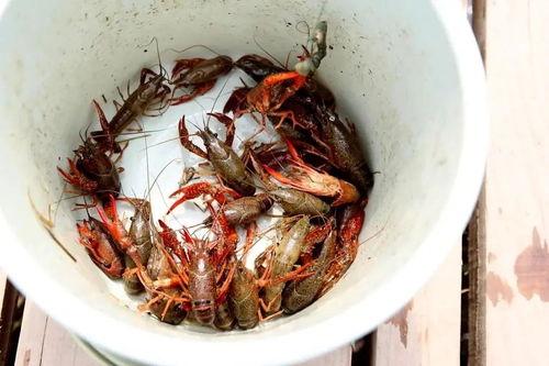 吃瓜品鉴活动,一场别开生面的吃瓜品鉴之旅