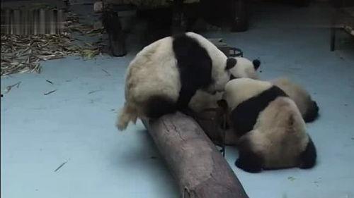 熊猫吃瓜打架图片,一场吃瓜引发的“打架”大战