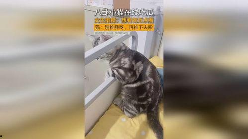 八卦吃瓜猫,揭秘娱乐圈幕后故事