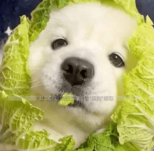 情侣头像狗头吃瓜,情侣头像中的甜蜜瞬间