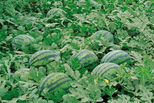 新沂吃瓜vx群,揭秘本地新鲜趣事，畅享社区欢乐时光