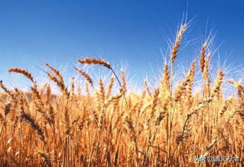 麦子吃瓜视频内容