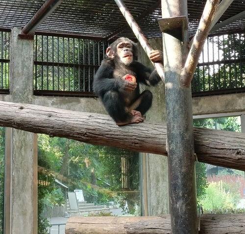 动物吃瓜头像,动物吃瓜头像趣味盘点