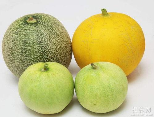 吃瓜沙嗓子,网络热词背后的文化现象