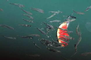 夏至吃瓜群众介绍,吃瓜群众的夏日盛宴