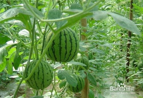 西北农林吃瓜事件,一场校园风波的反思与启示