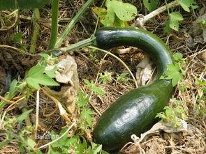 吃方瓜可以吃酸的吗,酸味与甜味的奇妙融合