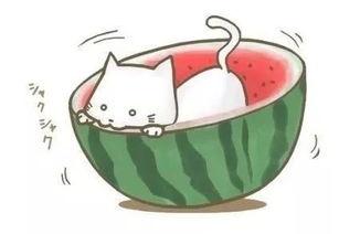 吃瓜球球,一场视觉与味蕾的双重盛宴