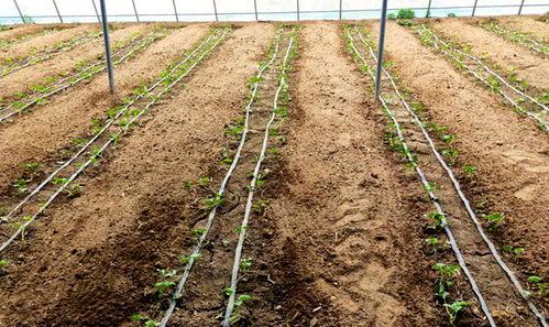 鲁山吃瓜群众们,揭秘当地生活百态