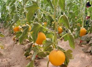 晚上吃蜜瓜吗,晚间美食新选择